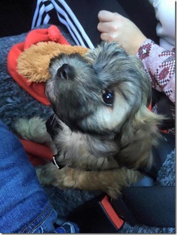 12043216_1075196675838582_3458850298767181040_n