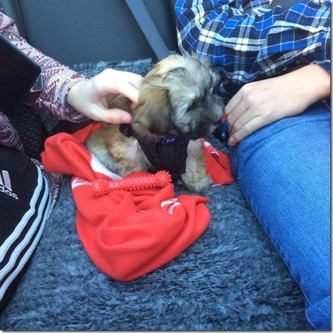 12088057_10201089633279979_7956540753754256456_n