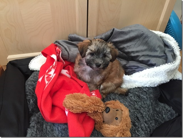 2015-10-04 11.06.09-1