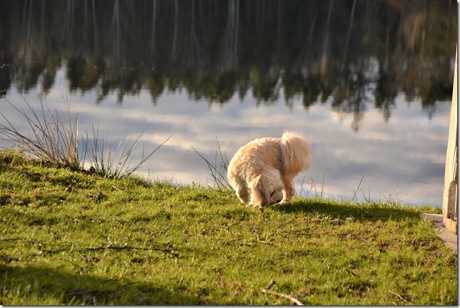 DSC_6668 (2)