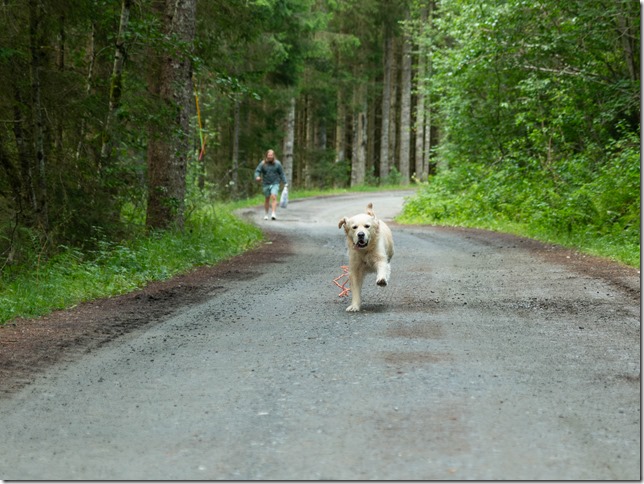 _DSC0301-F&ouml;rb&auml;ttrat-BR